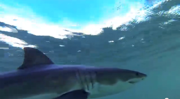 VIDEO: Great White shark patrolling Northern Beaches